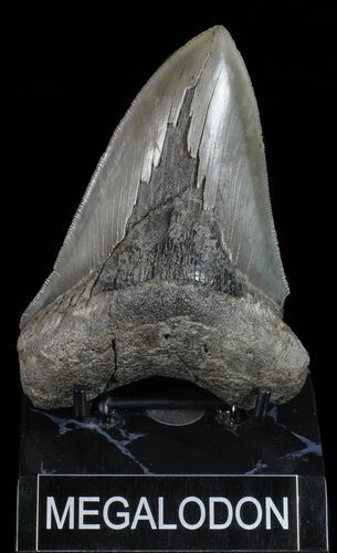 Serrated, Fossil Megalodon Tooth - Georgia #55672